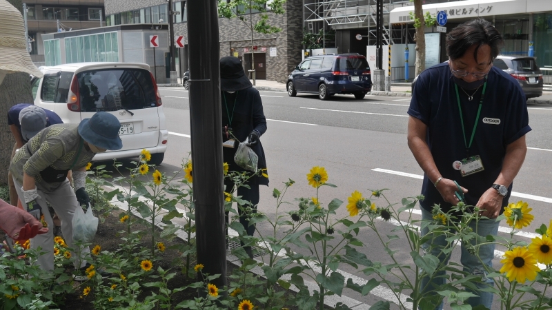 ます花壇のヒマワリを切り戻し