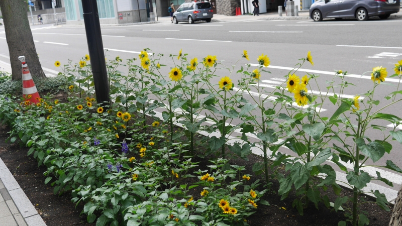 ます花壇のヒマワリが開花している