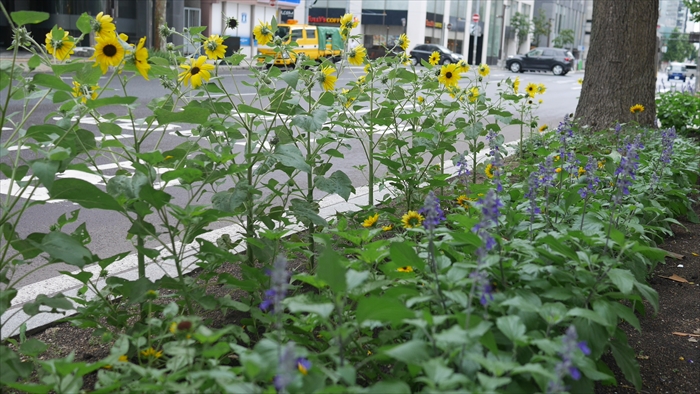 まちなか花いっぱいプロジェクト