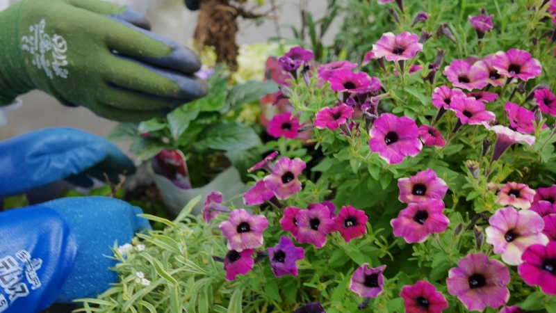 花苗を補植しているようす