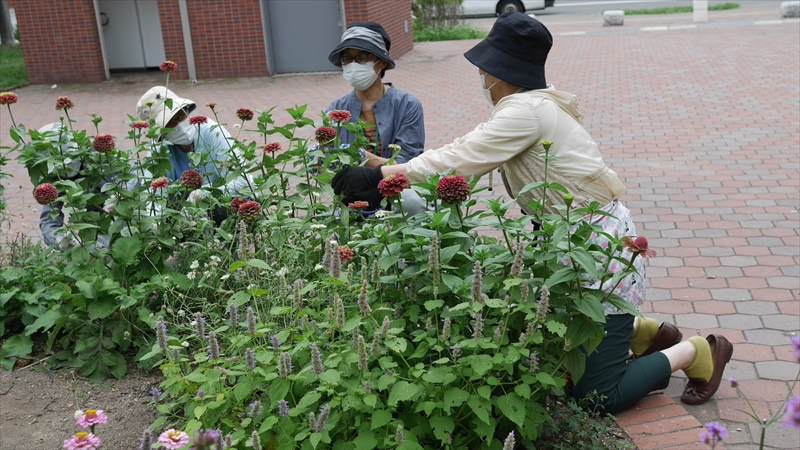 ジニアの切り戻しをしている