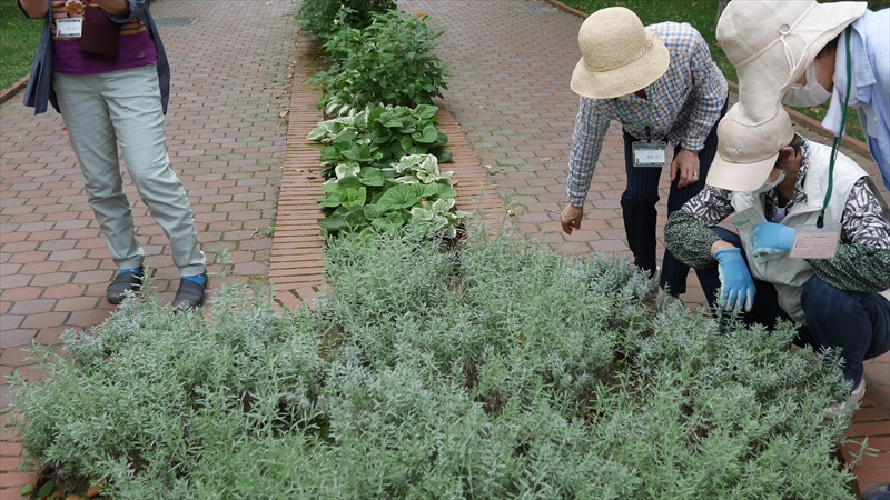 ラベンダーの植栽について検討している