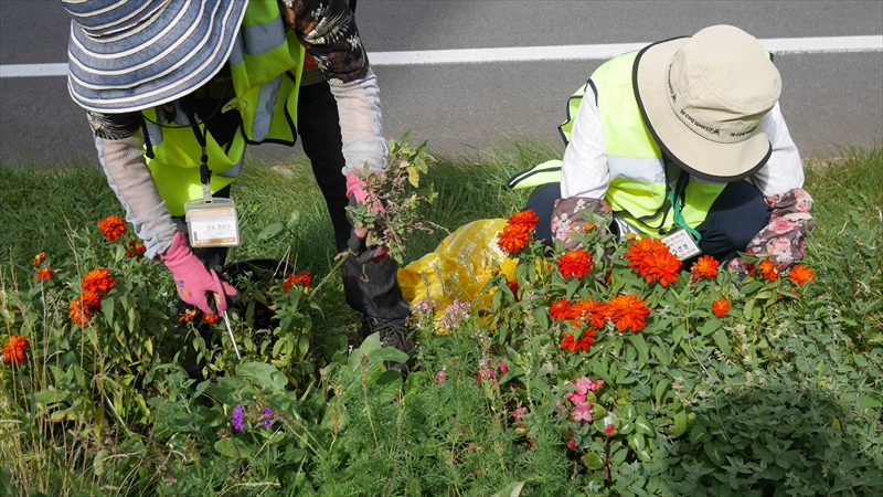 西側の植物の手入れの様子