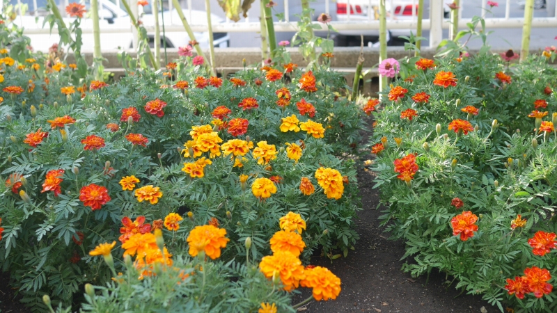 150周年記念花壇のマリーゴールドの花
