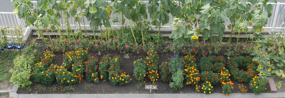 150周年記念花壇