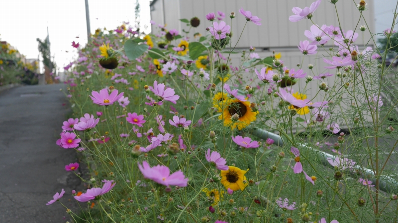 フラワーロードの花