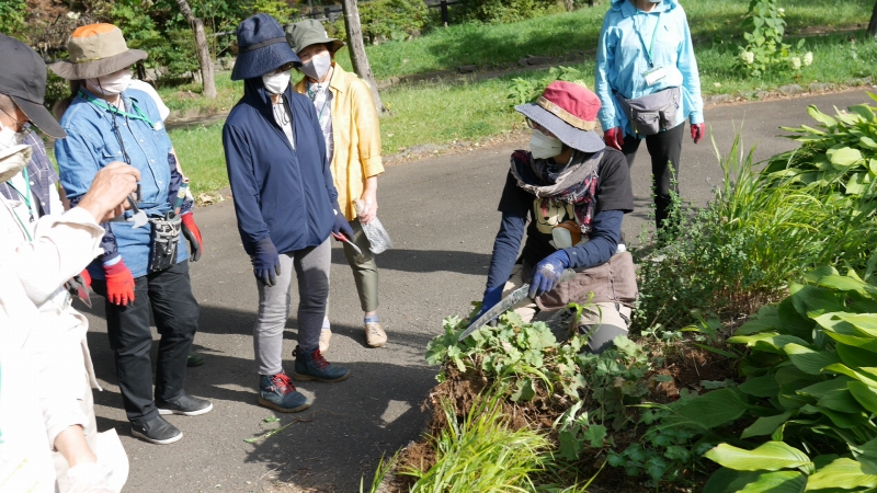 株分け実習の様子
