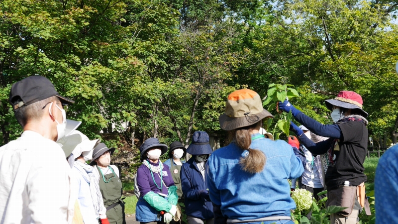アナベルの管理の説明