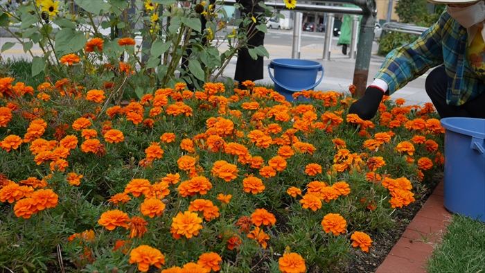 マリーゴールドの花がらつみ