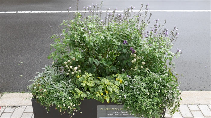 セダムマダム 班のコンテナ