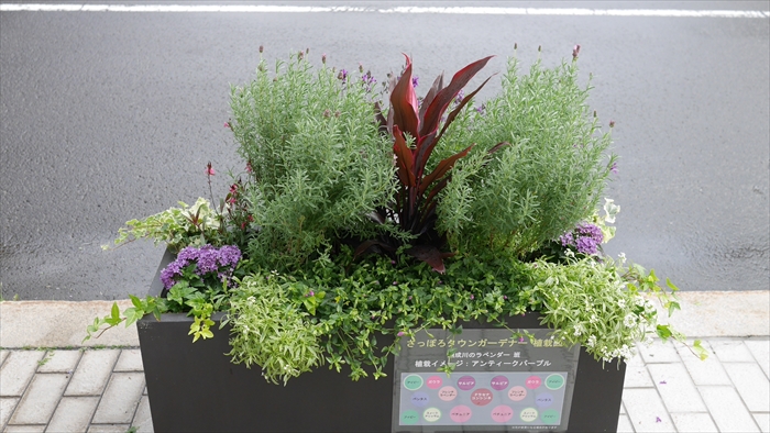 創成川のラベンダー 班のコンテナ