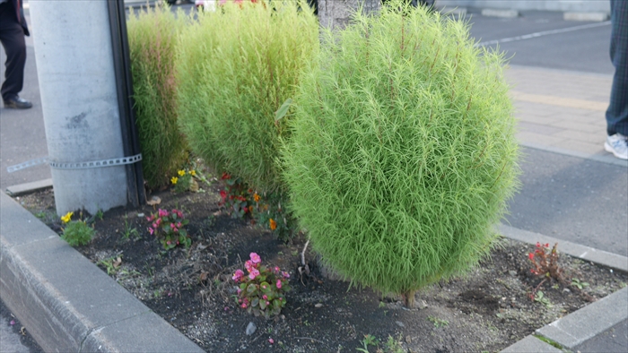 六番通りのコキア