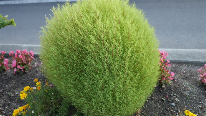 丸く育ったコキア