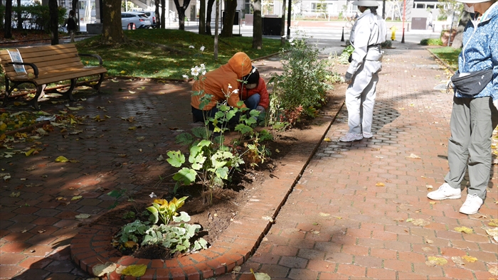 苗を植えている様子