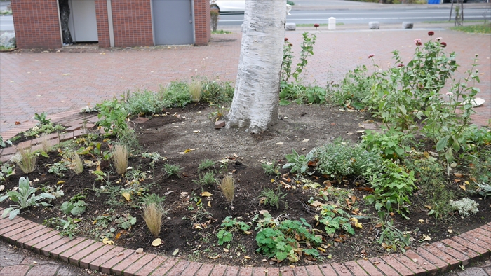 補植後のシラカバ花壇