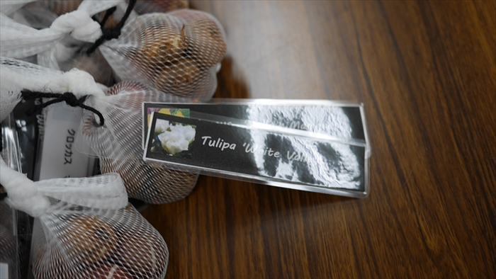 ネームプレートつき球根のお土産