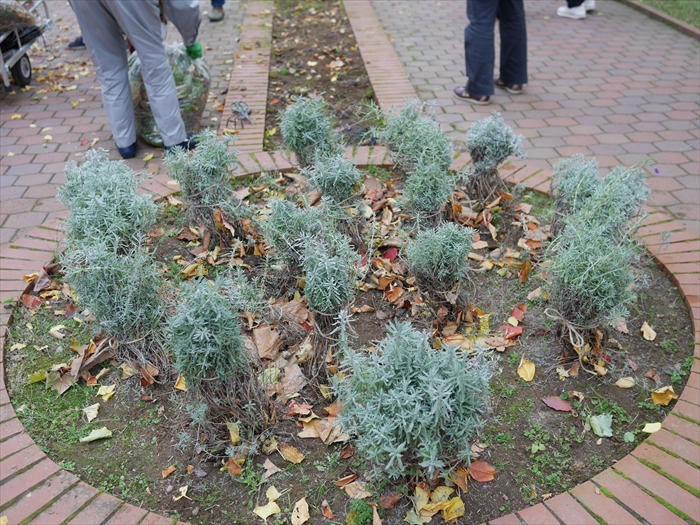 ラベンダーの冬囲い
