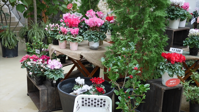 豊平公園のシクラメン展