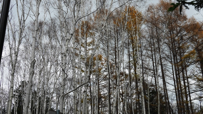 豊平公園の冬げしき