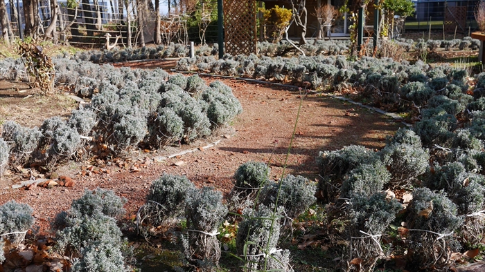 ラベンダーの道