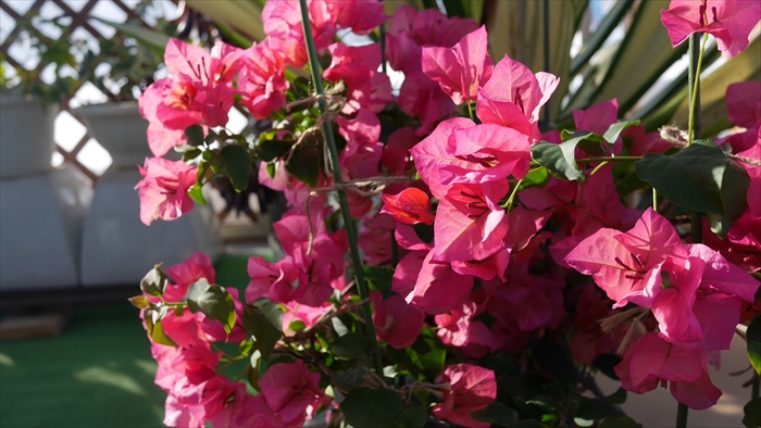 ブーゲンビリアの花