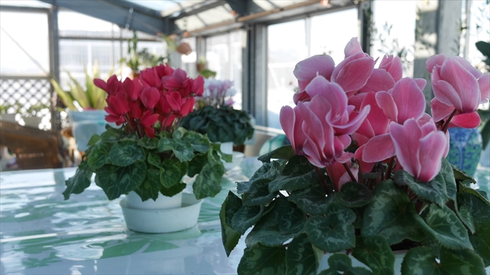 テーブルの上のシクラメン