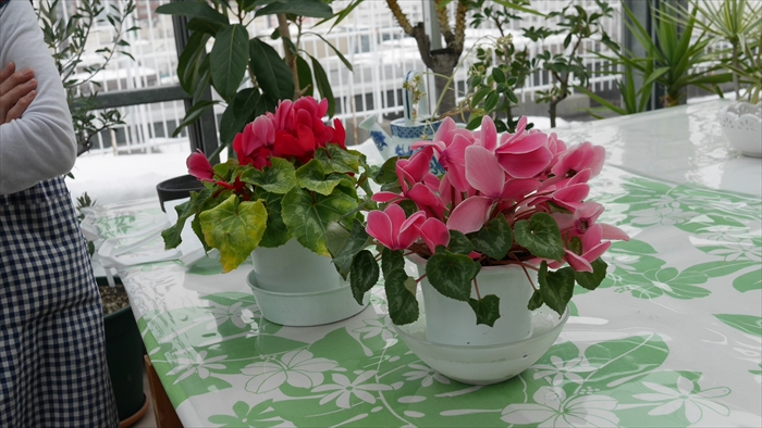 テーブル上のシクラメン