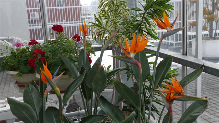 ストレリチアの開花