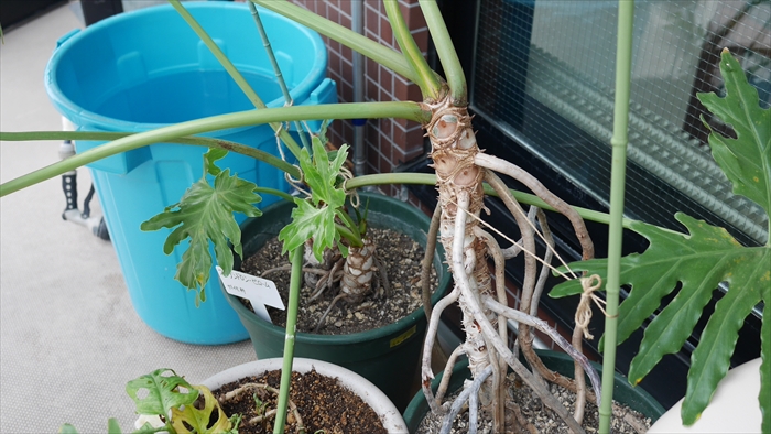 セロームの鉢植え