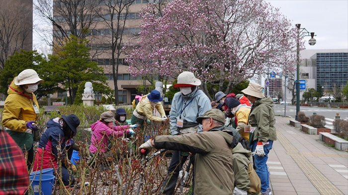 バラ花壇ボランティアの様子
