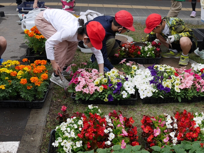 好きな苗を選んでいる