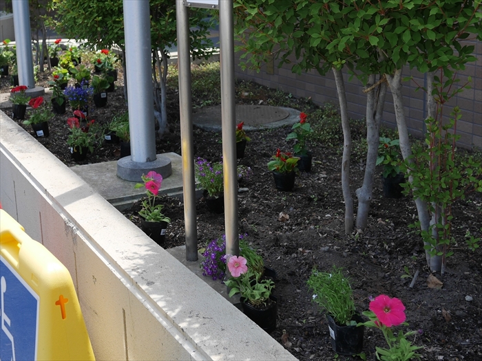 赤やピンクのペチュニアが咲いている