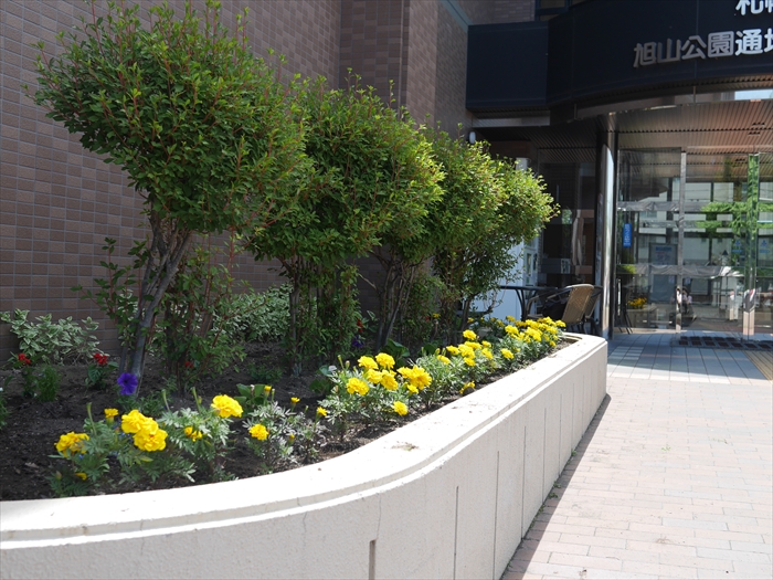 黄色のマリーゴールド