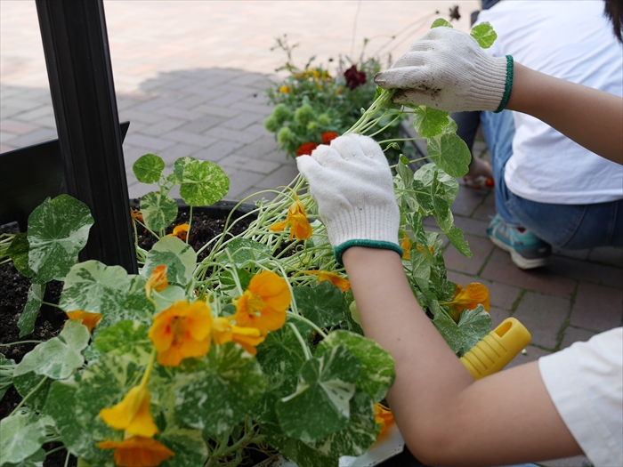 さし芽をしている