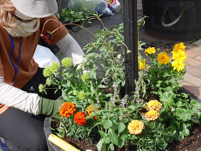 夏用の7種類の花