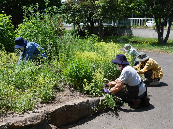 ダンボラの活動の様子