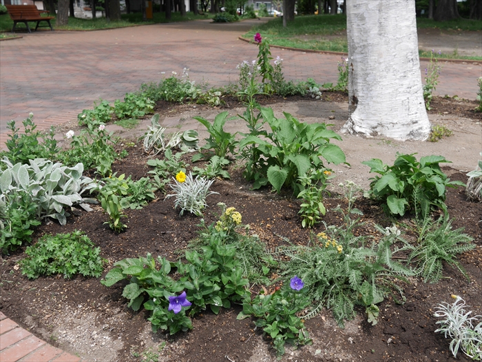 シラカバ花壇