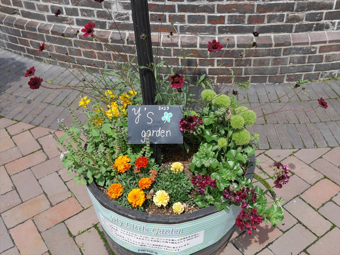 元気よく育ったコンテナの植物