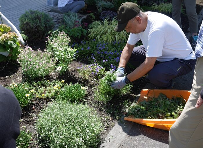スィートアリッサムの切り戻し