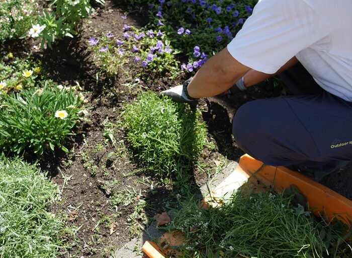 切戻した後のアリッサム