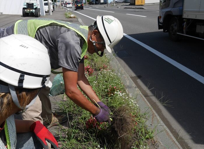 ヒマワリを簡単に抜く様子