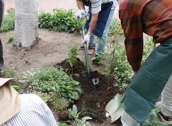 移植先の土づくり