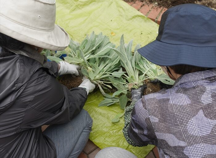 ラムズイヤーの株分け