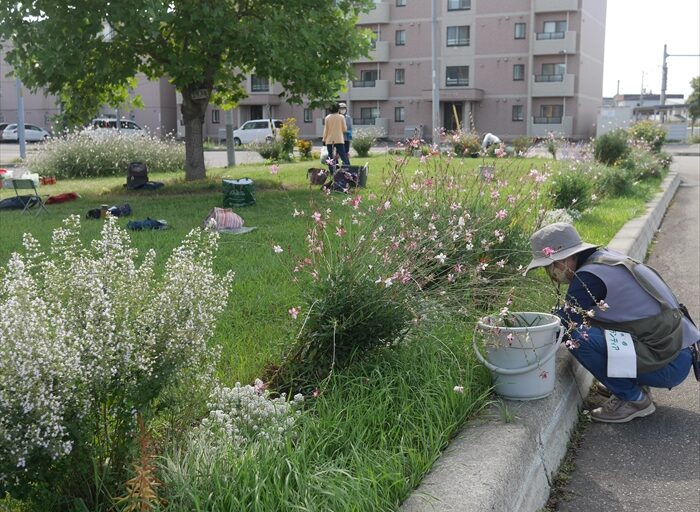 ガウラが揺れている花壇の様子