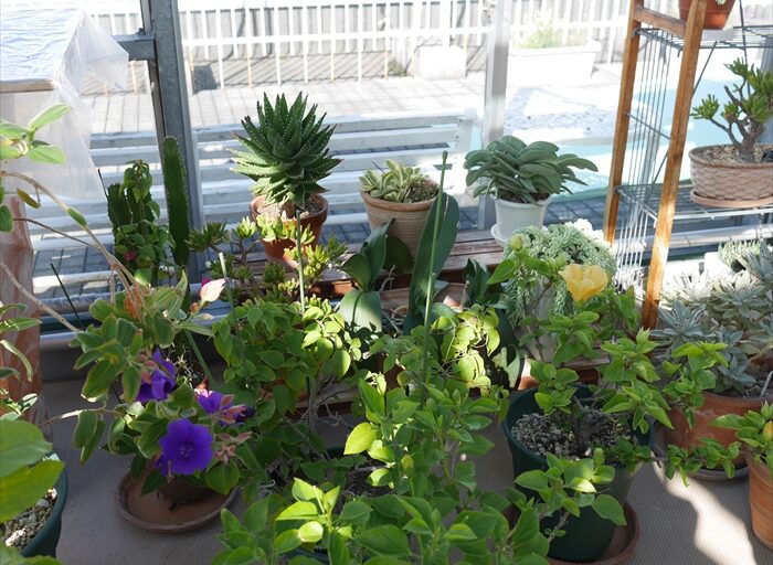 多肉植物のコーナー