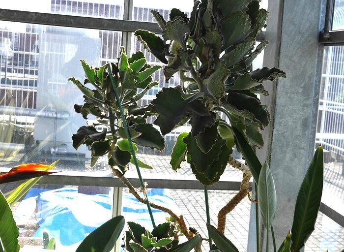 大きく育ったファング