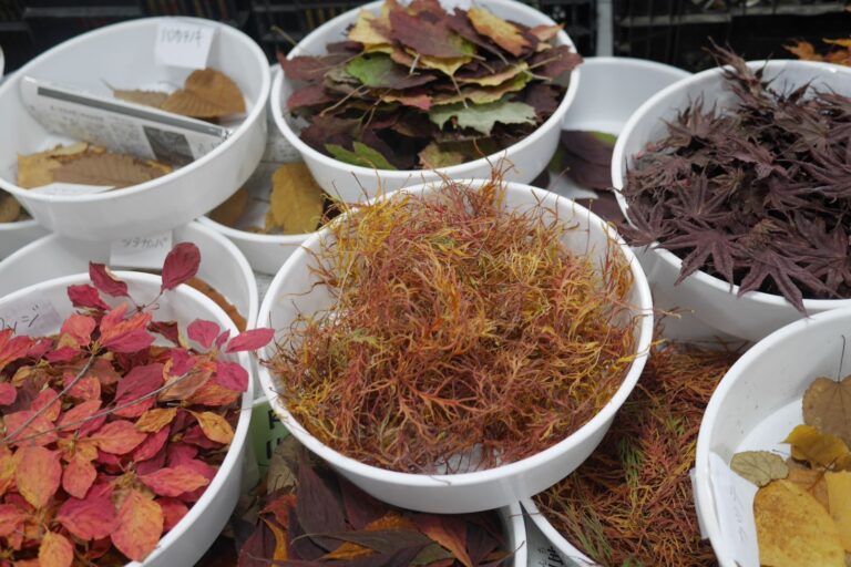 リースの材料として用意された落ち葉たち