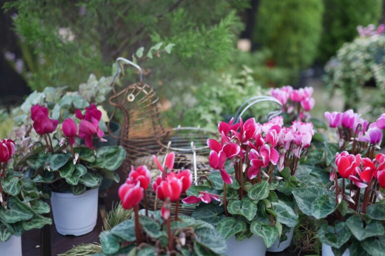 シクラメンの飾り付け