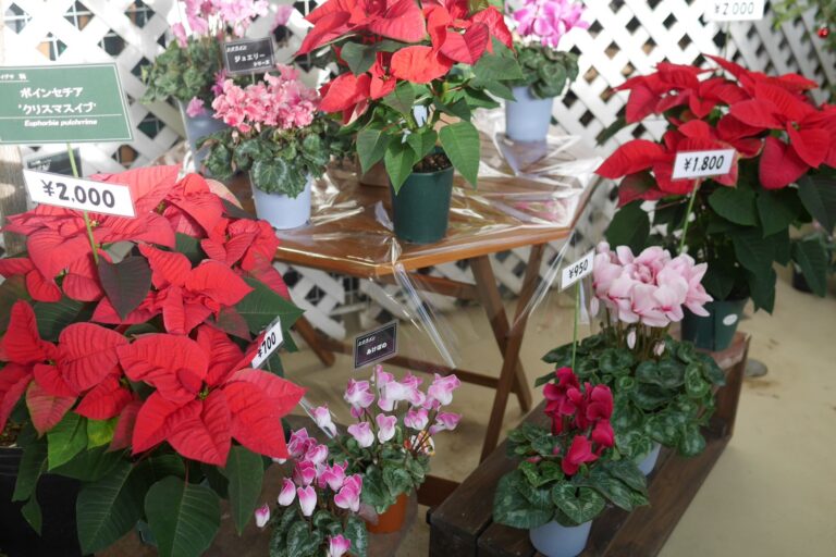 ポインセチアやシクラメン等の鉢花販売の様子