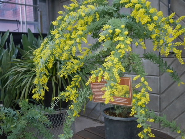 ミモザの鉢で開花